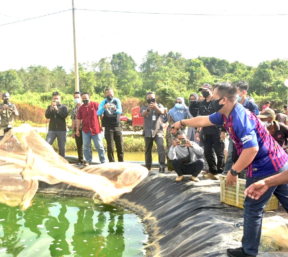 Lingga Panen 1 Ton Udang Vaname