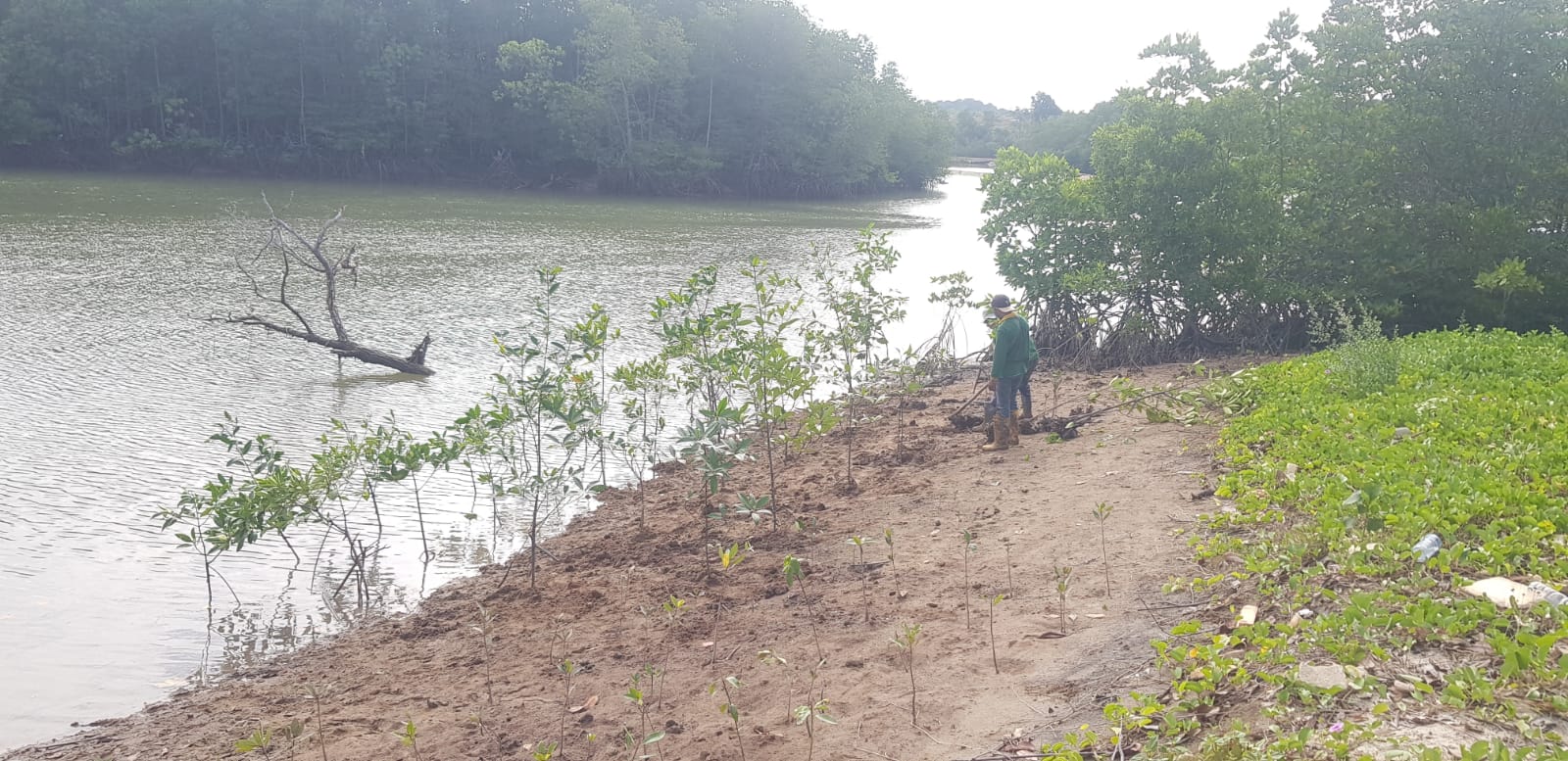 Foto 1 Hutan Mangrove Di Nuvasa Bay Batam (1)