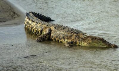 Buaya Naik Ke Permukaan Sungai Palu