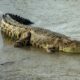 Buaya Naik Ke Permukaan Sungai Palu