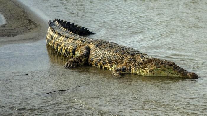 Buaya Naik Ke Permukaan Sungai Palu